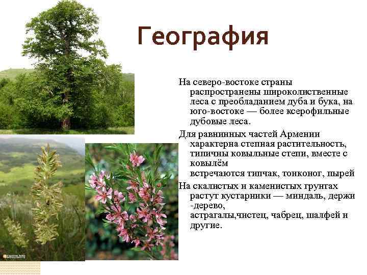 География На северо-востоке страны распространены широколиственные леса с преобладанием дуба и бука, на юго-востоке