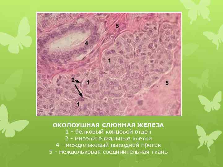 ОКОЛОУШНАЯ СЛЮННАЯ ЖЕЛЕЗА 1 - белковый концевой отдел 2 - миоэпителиальные клетки 4 -