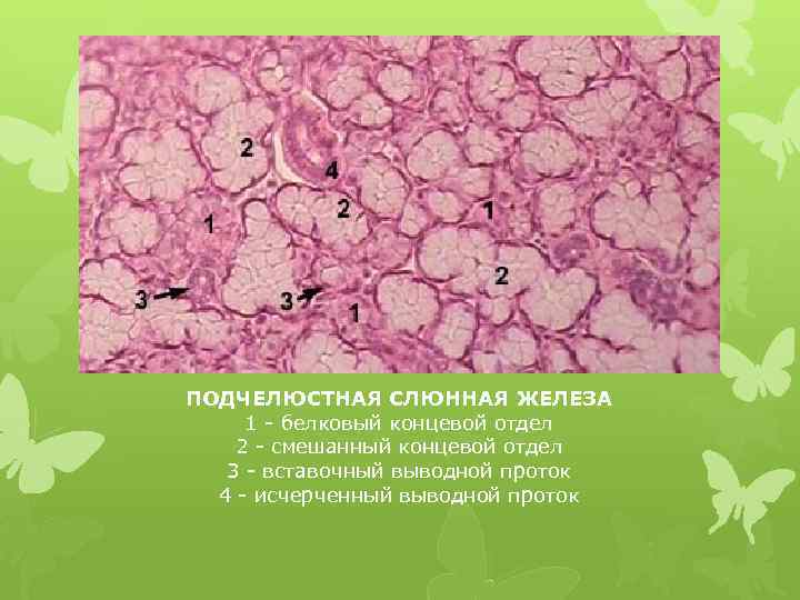 ПОДЧЕЛЮСТНАЯ СЛЮННАЯ ЖЕЛЕЗА 1 - белковый концевой отдел 2 - смешанный концевой отдел 3