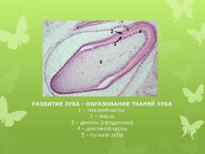 РАЗВИТИЕ ЗУБА - ОБРАЗОВАНИЕ ТКАНЕЙ ЗУБА 1 - эмалеобласты 2 - эмаль 3 -