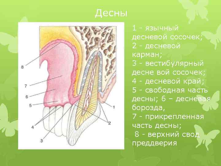 Десны 1 - язычный десневой сосочек; 2 - десневой карман; 3 - вестибулярный десне