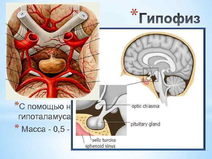 * *– центральная железа эндокринной системы *( «дирижёр всех гормонов» ). *Является частью гипоталамуса