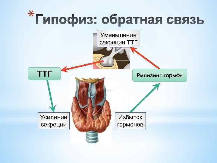 * Уменьшение секреции ТТГ Усиление секреции Рилизинг-гормон Избыток гормонов 