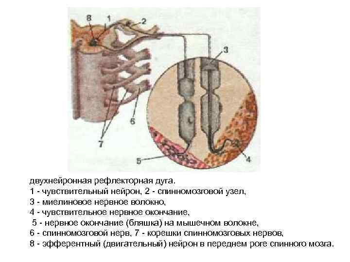 двухнейронная рефлекторная дуга. 1 - чувствительный нейрон, 2 - спинномозговой узел, 3 - миелиновое
