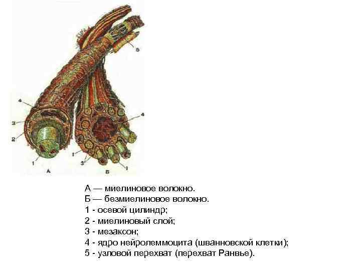 А — миелиновое волокно. Б — безмиелиновое волокно. 1 - осевой цилиндр; 2 -