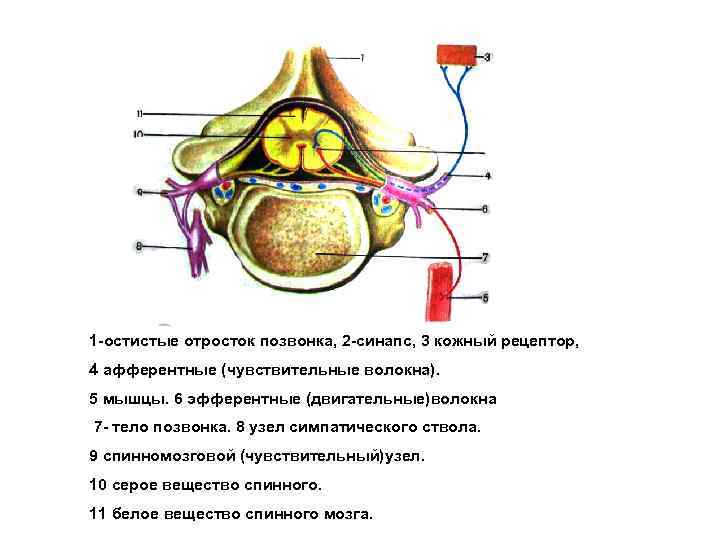 1 -остистые отросток позвонка, 2 -синапс, 3 кожный рецептор, 4 афферентные (чувствительные волокна). 5