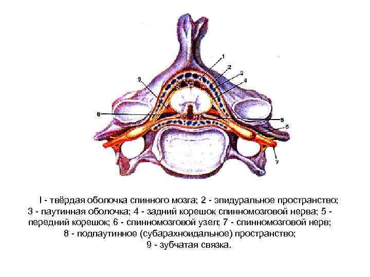 I - твёрдая оболочка спинного мозга; 2 - эпидуральное пространство; 3 - паутинная оболочка;