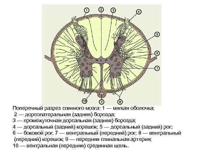 Спинной мозг поперечный