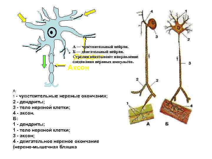 Чувствительный нейрон двигательный нейрон центр слюноотделения
