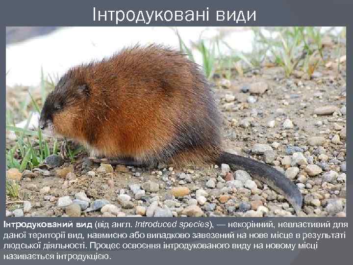 Інтродуковані види Інтродукований вид (від англ. Introduced species), — некорінний, невластивий для даної території