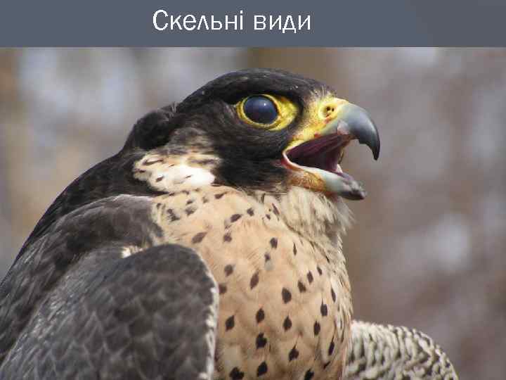 Скельні види 