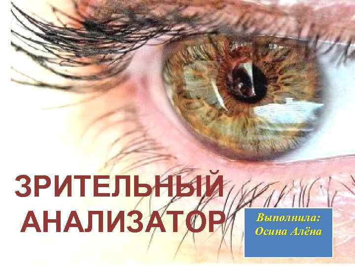 ЗРИТЕЛЬНЫЙ АНАЛИЗАТОР Выполнила: Осина Алёна 