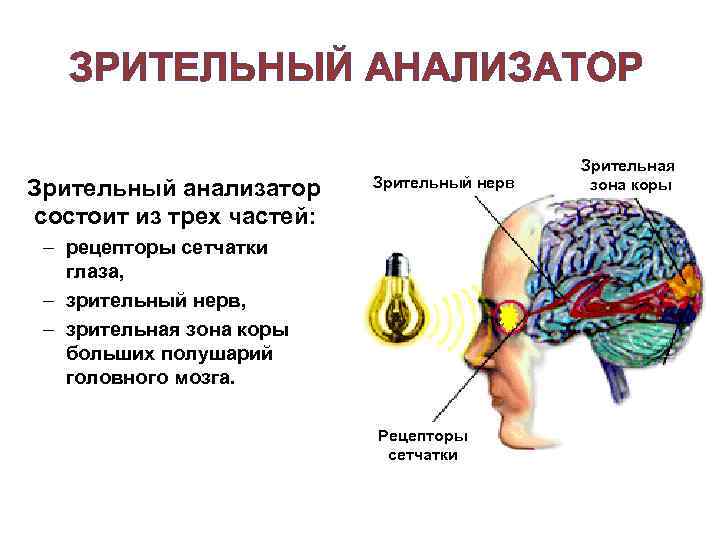 ЗРИТЕЛЬНЫЙ АНАЛИЗАТОР Зрительный анализатор состоит из трех частей: Зрительный нерв – рецепторы сетчатки глаза,
