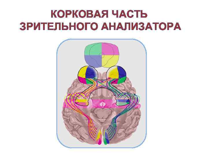 КОРКОВАЯ ЧАСТЬ ЗРИТЕЛЬНОГО АНАЛИЗАТОРА 