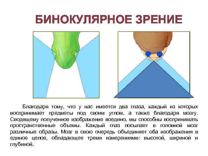 БИНОКУЛЯРНОЕ ЗРЕНИЕ Благодаря тому, что у нас имеется два глаза, каждый из которых воспринимает