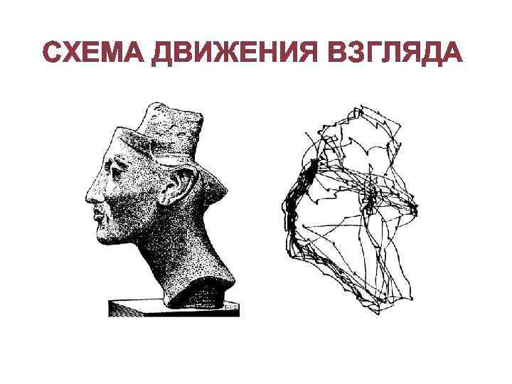 СХЕМА ДВИЖЕНИЯ ВЗГЛЯДА 