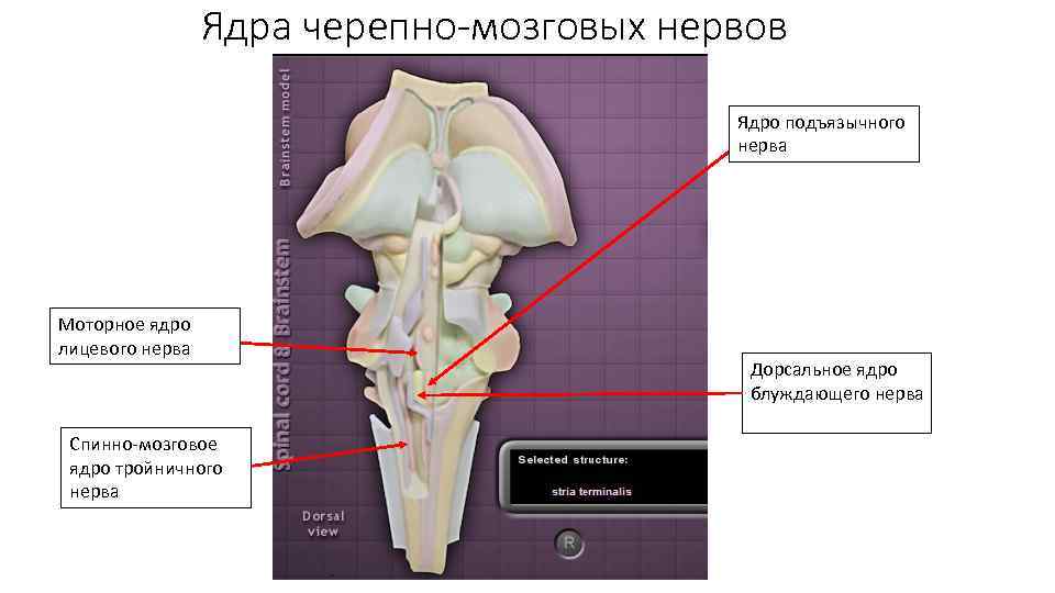 Ядра черепно-мозговых нервов Ядро подъязычного нерва Моторное ядро лицевого нерва Спинно-мозговое ядро тройничного нерва