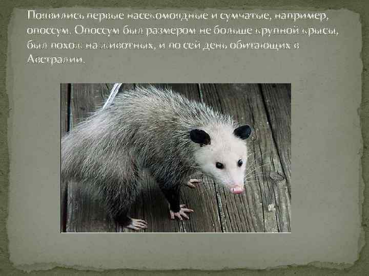 Появились первые насекомоядные и сумчатые, например, опоссум. Опоссум был размером не больше крупной крысы,