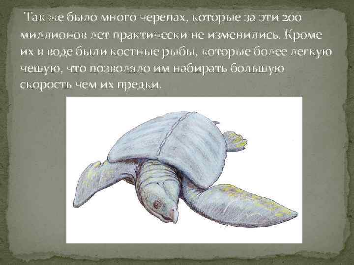Так же было много черепах, которые за эти 200 миллионов лет практически не изменились.