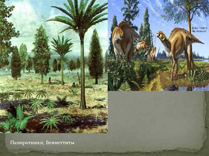 Папоротники, Беннеттиты 