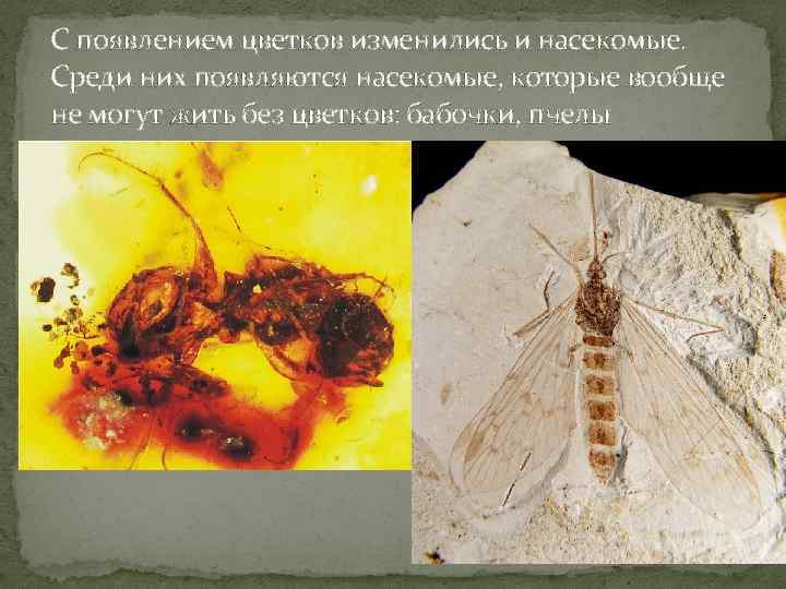 С появлением цветков изменились и насекомые. Среди них появляются насекомые, которые вообще не могут