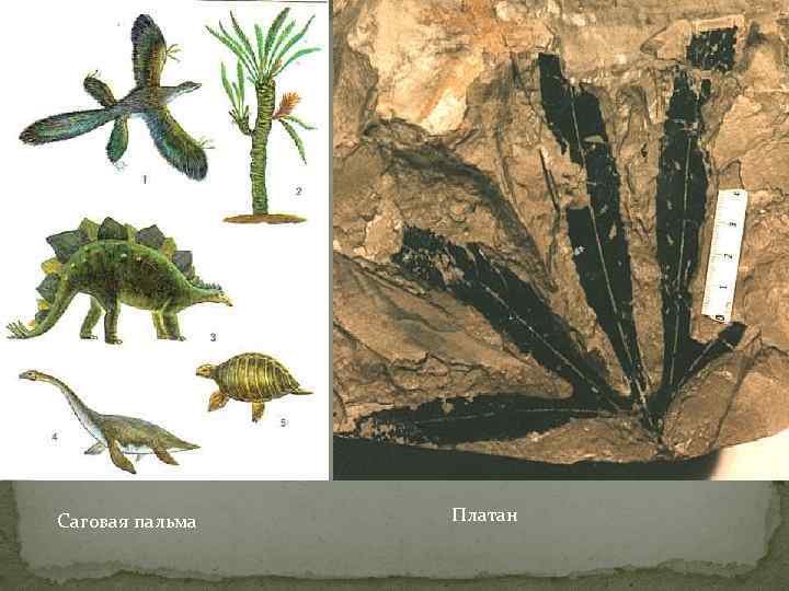 Саговая пальма Платан 