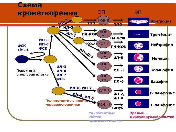 Схема кроветворения ЭП 3 ЛИ ИЛ-3 ИЛ- ФСК Flt-3 L ИЛ-3 ИЛ-6 ФСК Первичная