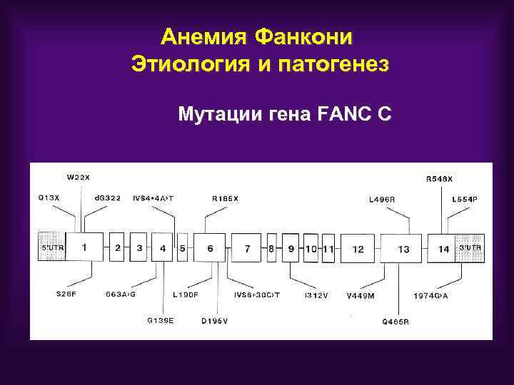 Анемия Фанкони Этиология и патогенез Мутации гена FANC C 