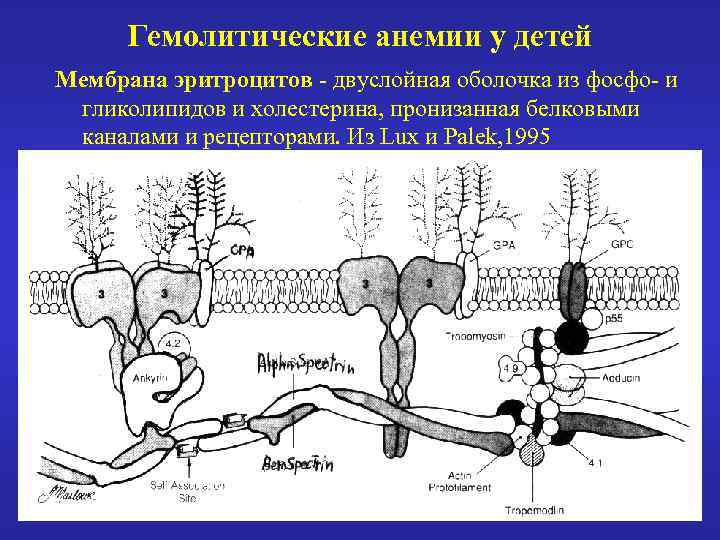 Гемолитические анемии у детей Мембрана эритроцитов - двуслойная оболочка из фосфо- и гликолипидов и