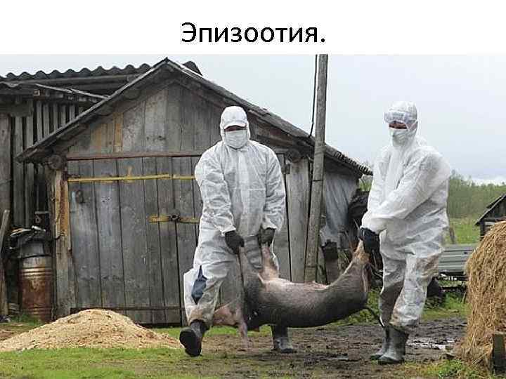 Эпизоотия. 