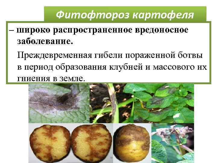 Фитофтороз картофеля – широко распространенное вредоносное заболевание. Преждевременная гибели пораженной ботвы в период образования