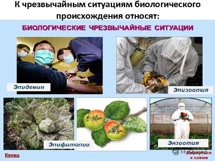 К чрезвычайным ситуациям биологического происхождения относят: 