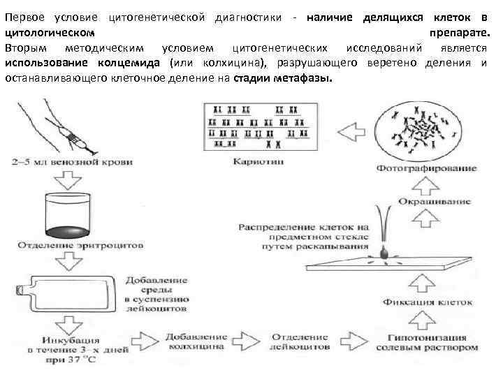 Первое условие цитогенетической диагностики - наличие делящихся клеток в цитологическом препарате. Вторым методическим условием
