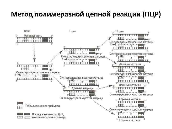 Метод полимеразной цепной реакции (ПЦР) 