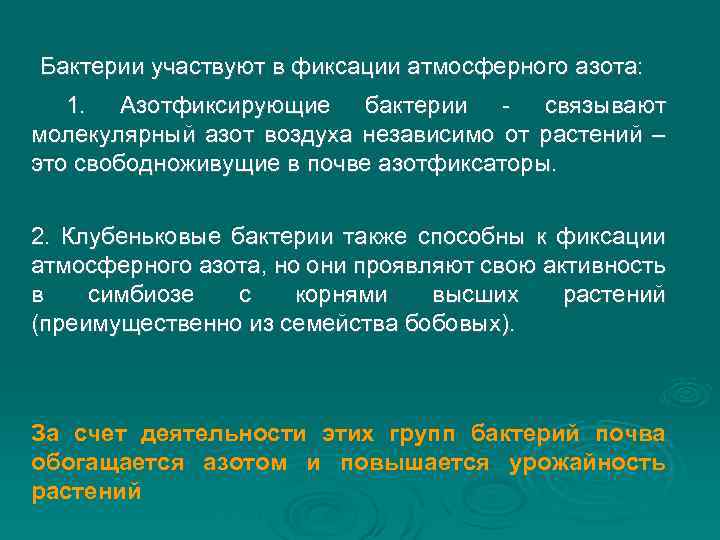 Способны к фиксации атмосферного азота