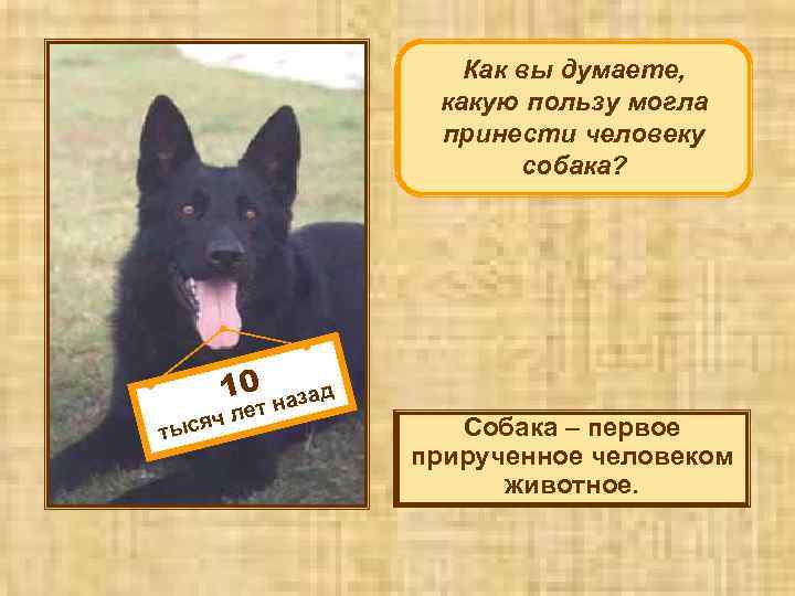 Как вы думаете, какую пользу могла принести человеку собака? 10 ч тыся д за