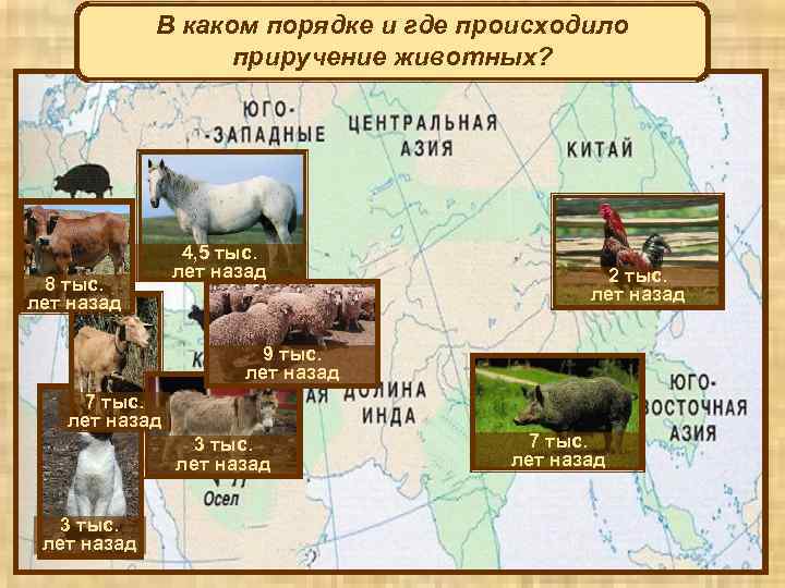В каком порядке и где происходило приручение животных? 8 тыс. лет назад 4, 5