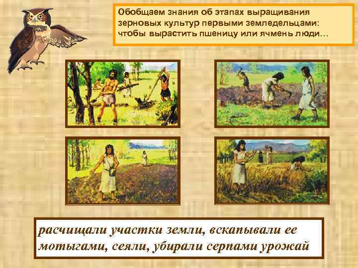 Обобщаем знания об этапах выращивания зерновых культур первыми земледельцами: чтобы вырастить пшеницу или ячмень