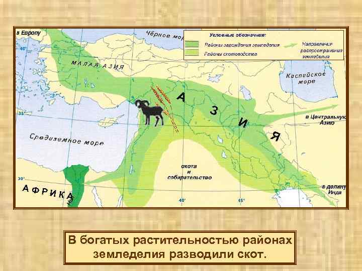 А З И Я АФР ИКА В богатых растительностью районах земледелия разводили скот. 