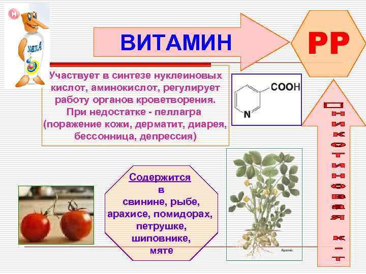 ВИТАМИН Участвует в синтезе нуклеиновых кислот, аминокислот, регулирует работу органов кроветворения. При недостатке -