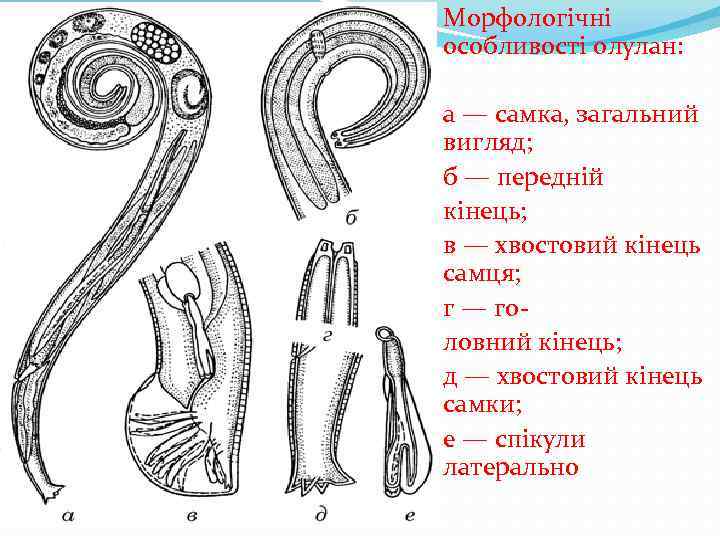 Морфологічні особливості олулан: а — самка, загальний вигляд; б — передній кінець; в —