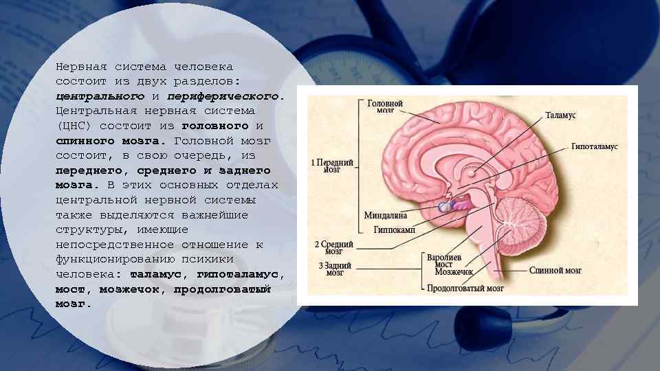 Нервная система человека состоит из двух разделов: центрального и периферического. Центральная нервная система (ЦНС)