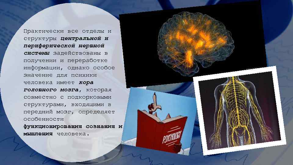 Практически все отделы и структуры центральной и периферической нервной системы задействованы в получении и