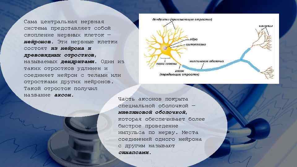 Сама центральная нервная система представляет собой скопление нервных клеток — нейронов. Эти нервные клетки