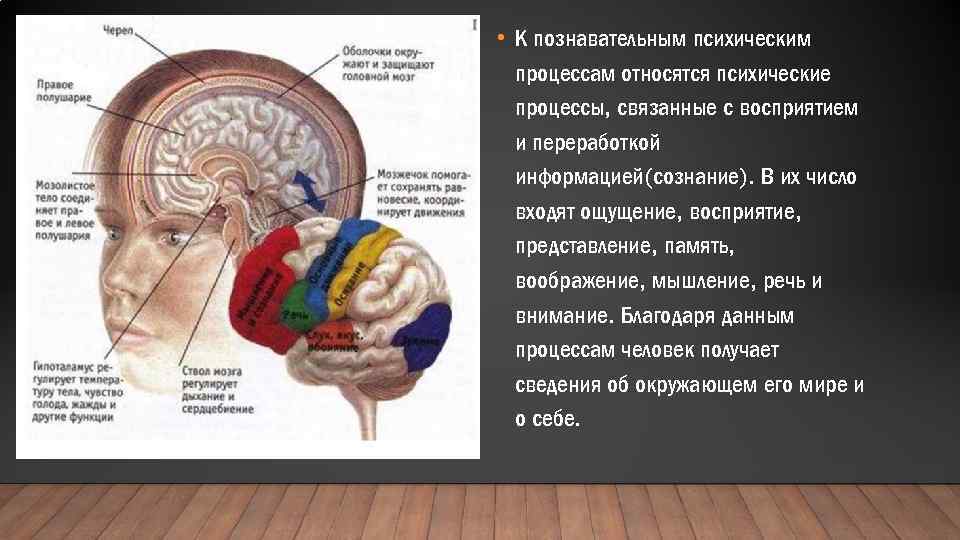 Какую функцию выполняют познавательные процессы. Физиологический механизм познавательного процесса. Психические процессы мозга. Физиологическая основа познавательных процессов. Физиологические основы речи.