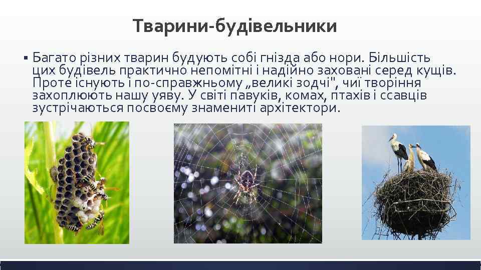 Тварини-будівельники § Багато різних тварин будують собі гнізда або нори. Більшість цих будівель практично