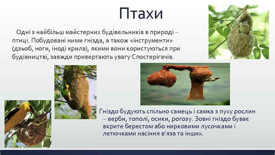 Птахи Одні з найбільш майстерних будівельників в природі – птиці. Побудовані ними гнізда, а