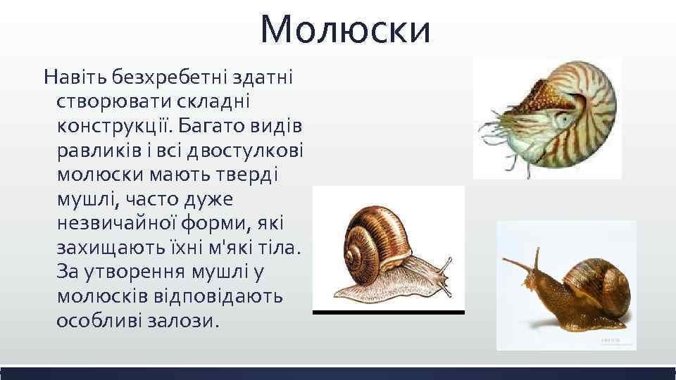 Молюски Навіть безхребетні здатні створювати складні конструкції. Багато видів равликів і всі двостулкові молюски