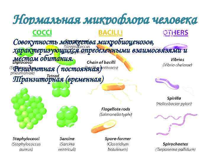 Нормальная микрофлора человека Совокупность множества микробиоценозов, характеризующихся определенными взаимосвязями и местом обитания. Резидентная (