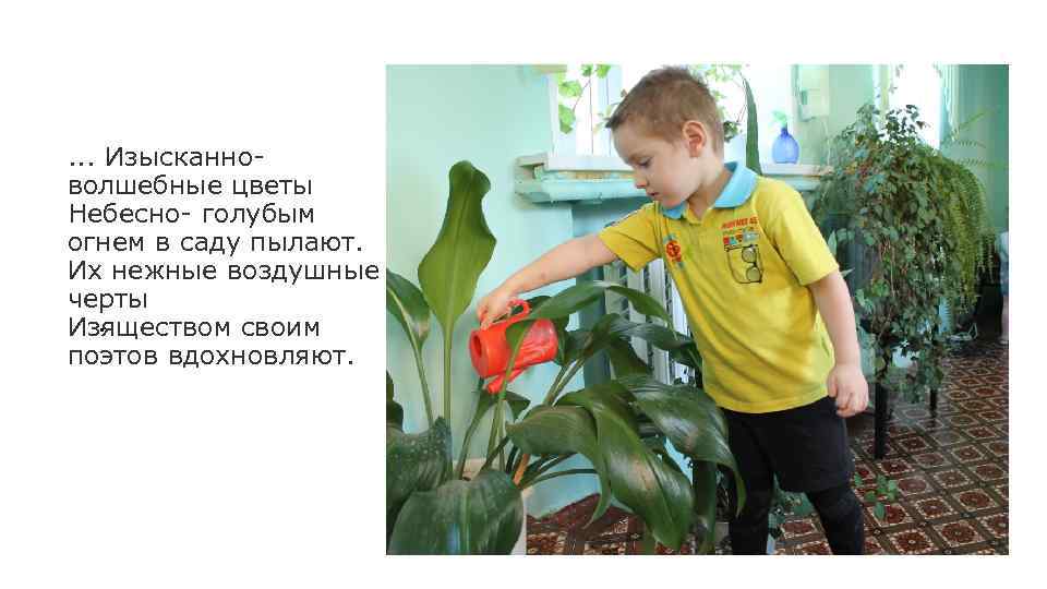 . . . Изысканно- волшебные цветы Небесно- голубым огнем в саду пылают. Их нежные